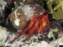 Dardanus megistos