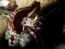 Dardanus sanguinocarpus