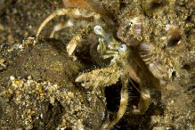Dardanus woodmasoni