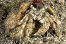 Dardanus woodmasoni