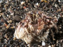 Diogenes leptocerus