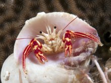 Paguristes jalur