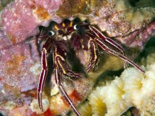 Paguristes runyanae