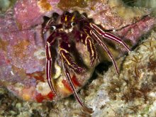 Paguristes runyanae