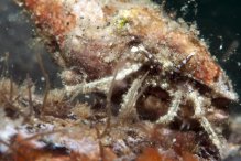 Micropagurus polynesiensis
