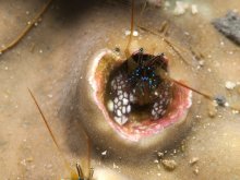 Paguritta morgani