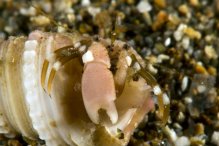 Pagurixus fasciatus