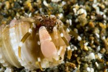 Pagurixus fasciatus