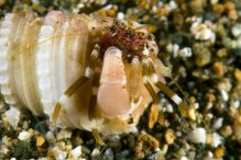 Pagurixus fasciatus