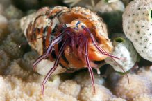 Pagurixus purpureus