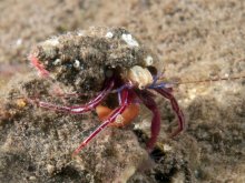 Pagurixus purpureus