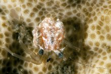 Pagurixus rubrovittatus
