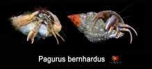 Pagurus bernhardus