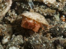 Solitariopagurus trullirostris