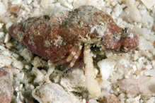 Turleania saliens