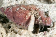 Turleania saliens