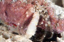 Turleania saliens