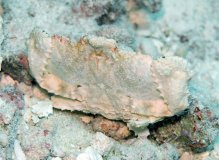 Aethra scruposa