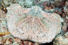 Aethra scruposa