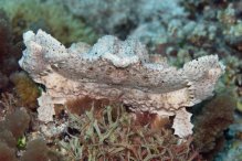 Aethra scruposa