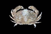 Hepatella amica