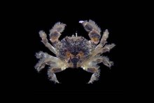 Acanthocyclus gayi