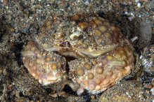 Calappa capellonis