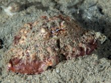 Calappa gallus