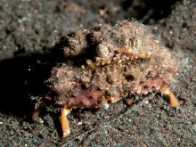 Calappa gallus