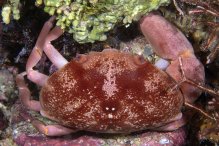 Carpilius convexus