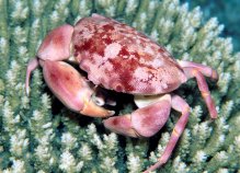 Carpilius convexus
