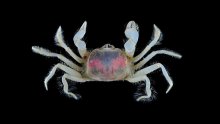 Chasmocarcinops gelasimoides