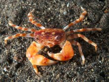 Eucrate laevis