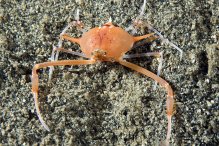 Arcania gracilis
