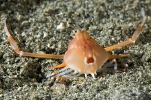Arcania gracilis