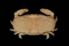 Favus granulatus