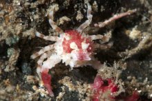 Heteronucia venusta