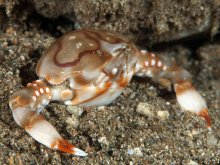 Leucosia anatum