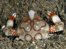 Leucosia anatum