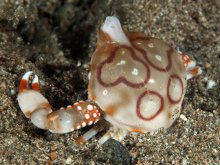 Leucosia anatum