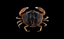 Praosia punctata