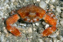 Urnalana purarensis