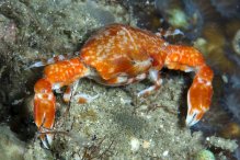 Urnalana purarensis