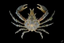 Pisa tetraodon