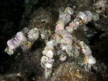 Camposcia retusa