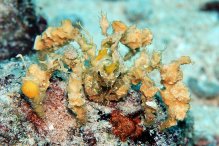 Camposcia retusa