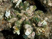 Camposcia retusa