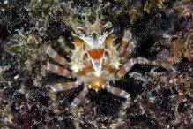 Schizophrys aspera