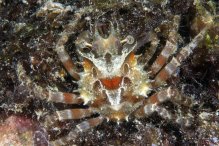 Schizophrys aspera