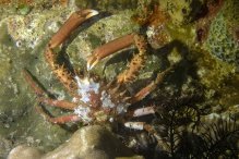 Schizophrys aspera